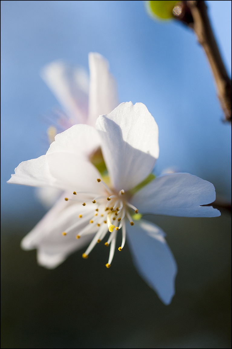 三波川寒桜